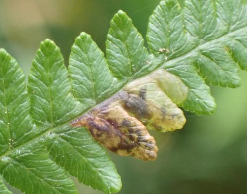 Réf. 346 767 : Phytoliriomyza hilarella